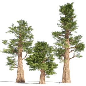 Giant Sequoia Redwood Trees