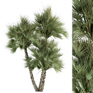 Palm Tree Two Type Material - Tree Set 67