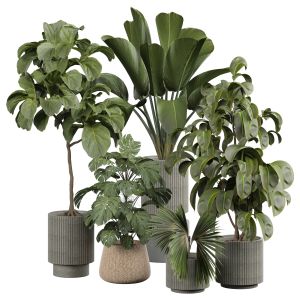 Indoor Plant 367