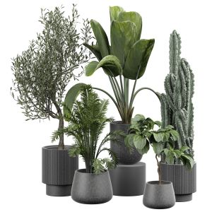Indoor Plant 358