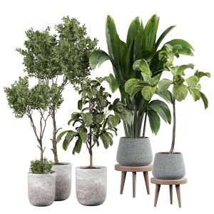 Indoor Plant 357