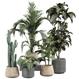 Indoor Plant 353