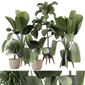 Indoor Plant 351
