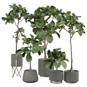 Indoor Plant 350