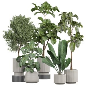 Indoor Plant 348