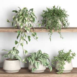 Plants On Shelf 11