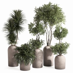 Indoor Plant Set