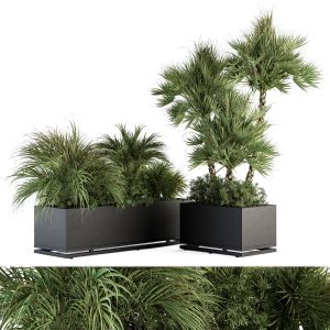 Plant Box Tropical Plants - Outdoor Plants 371