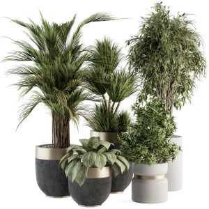 Indoor Plant 362- Tree And Plant Set