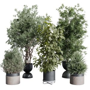 Indoor Plant Set 399 Tree Palm Bamboo In A Concret
