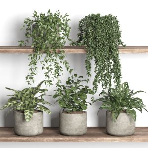 Plants On Shelf 12