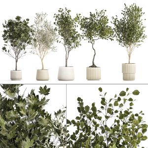 Set Of Beautiful Trees In Pots For Decoration