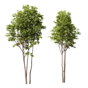 Plants Ash Maple Tree 5m