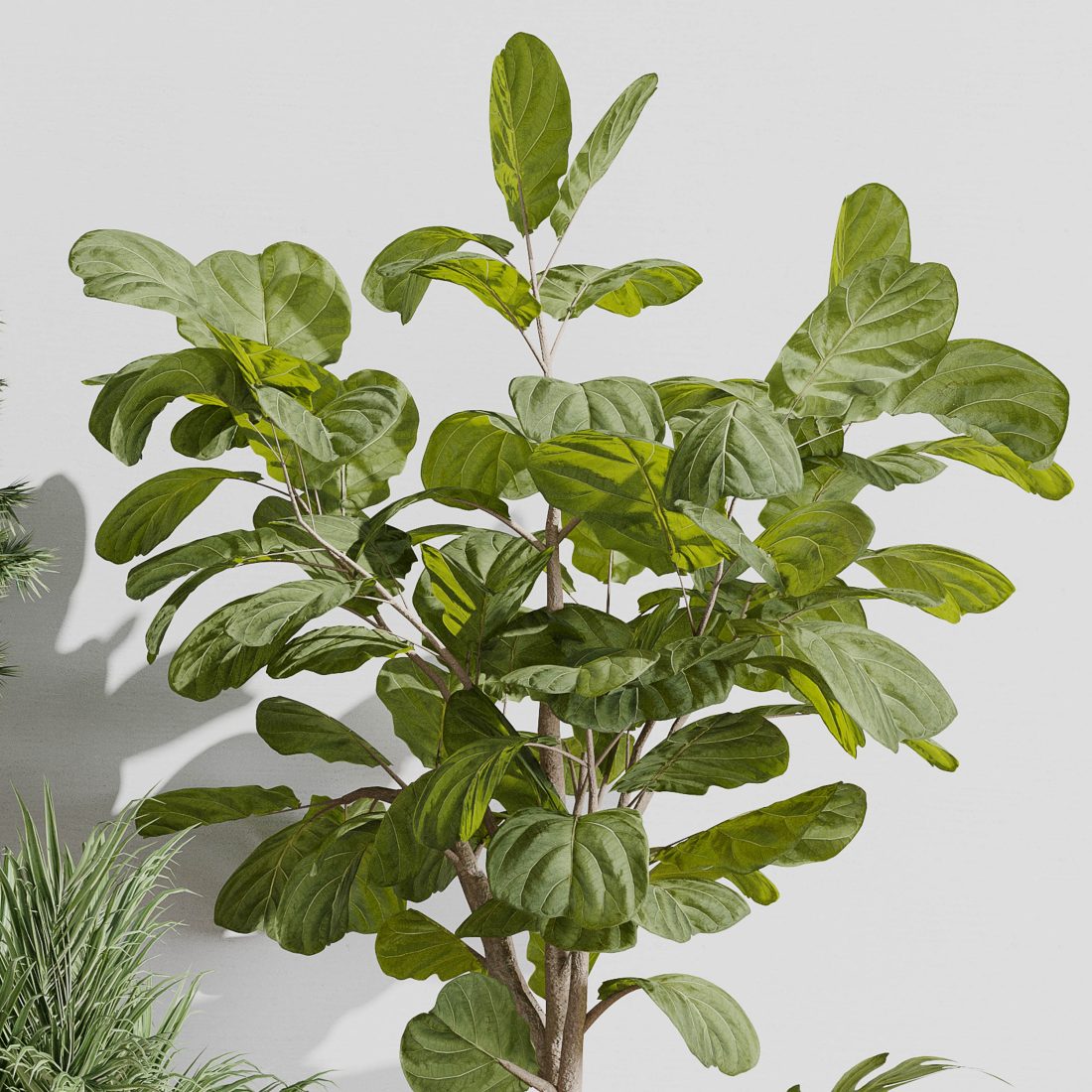calathea orbifolia giftig für katzen Calathea Orbifolia ⭥80cm main image 1