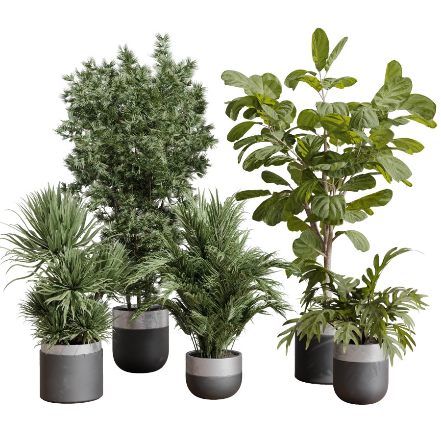 Indoor Plant Set 403 Palm Bamboo Ficus Lyrata Conc - 3D Model for VRay,  Corona