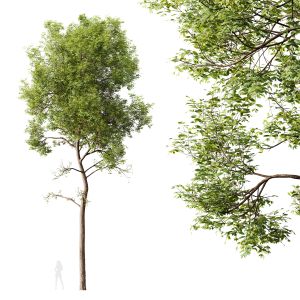 Plants Ash Tree Tall