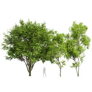 European Beech And Acer Saccharinum Trees