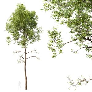 Plants Ash Tree Tall02