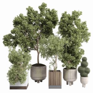 Collection Indoor Outdoor Plant 405 Plant Tree Vas