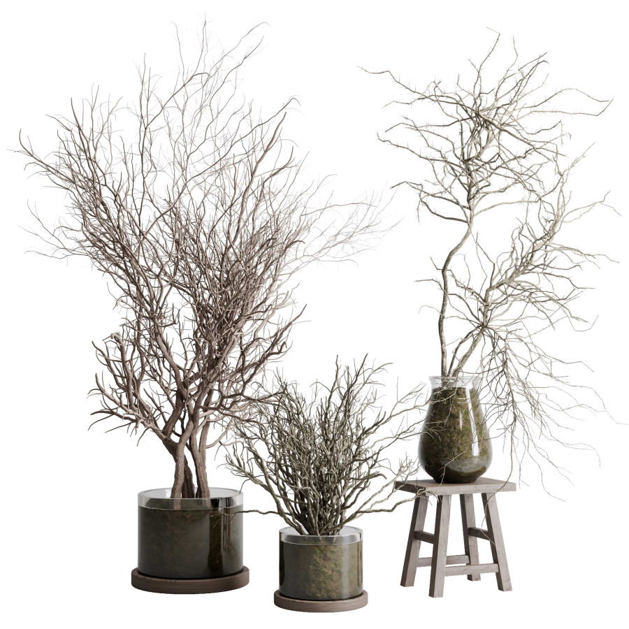 Tree Glass Pot Dried Trees And Shrubs In Glass Vases - Indoor Pla 3D Model for VRay ...