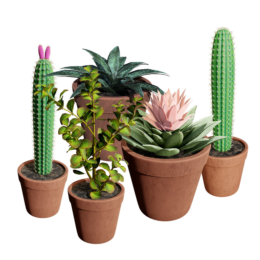 Potted Cactus 3d Model 3D Model for VRay, Corona | CGMood