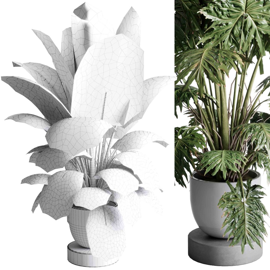 Philodendron Shangri Plant - Indoor Plant 506 3D Model for VRay, Corona |  CGMood