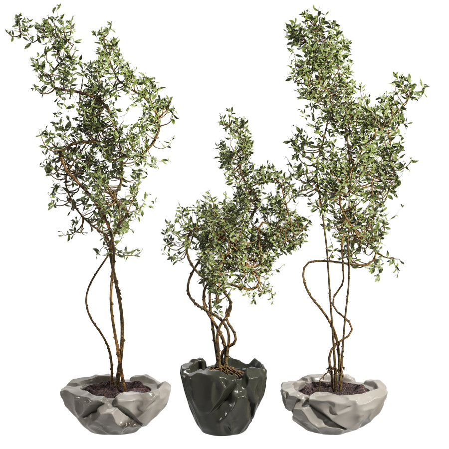 Potted Tree by roxana ghanian