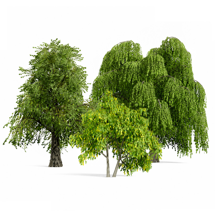 North American Common Trees by hussein khalife