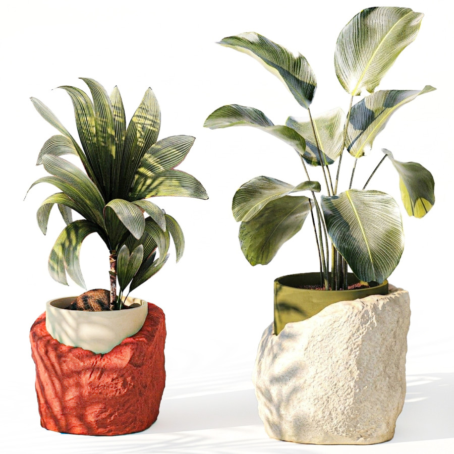 Small Coconut Palm Stone Pot Calathea Strelitzia by deckorator