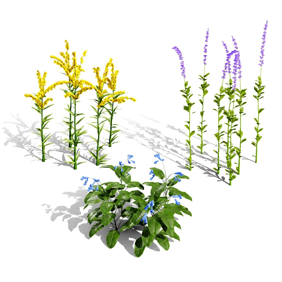 North American Wildflowers 01 by hussein khalife