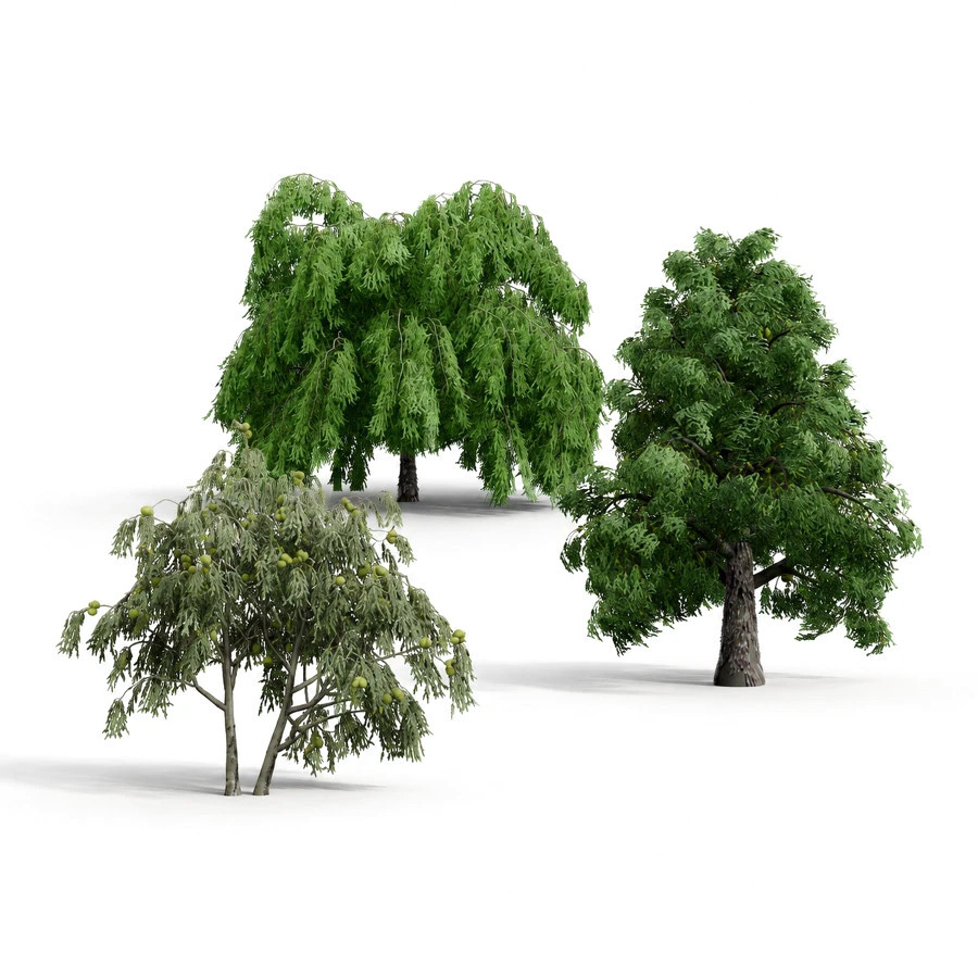 North American Common Trees by hussein khalife
