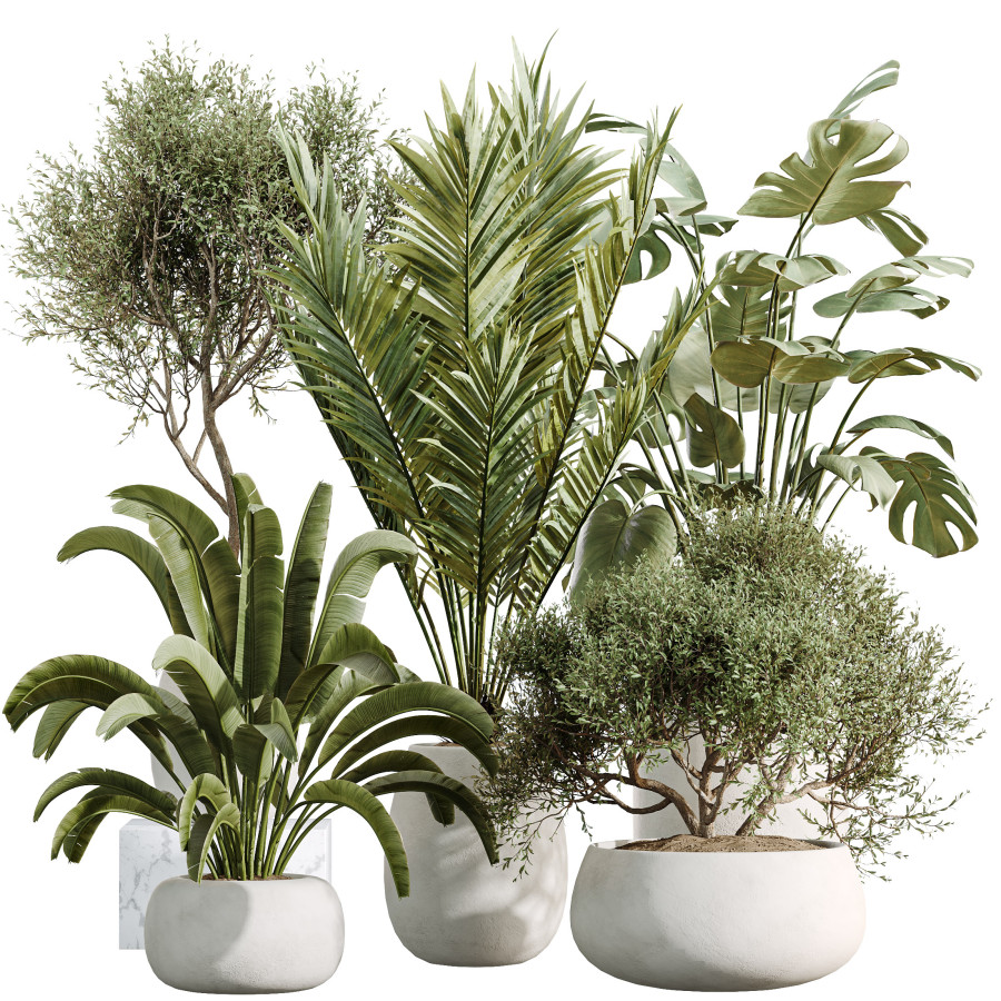Av Indoor Plants Set 471 Olive Palm Banana 3D Model for VRay