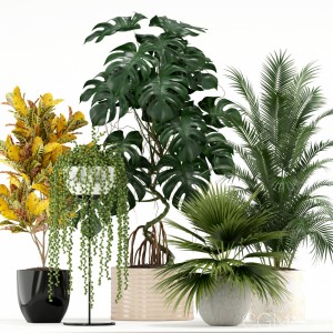 Plants Collection 124