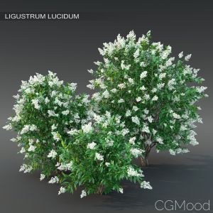 Ligustrum Flowering #2