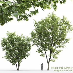 Maple-tree #5(9.5-13.5m)