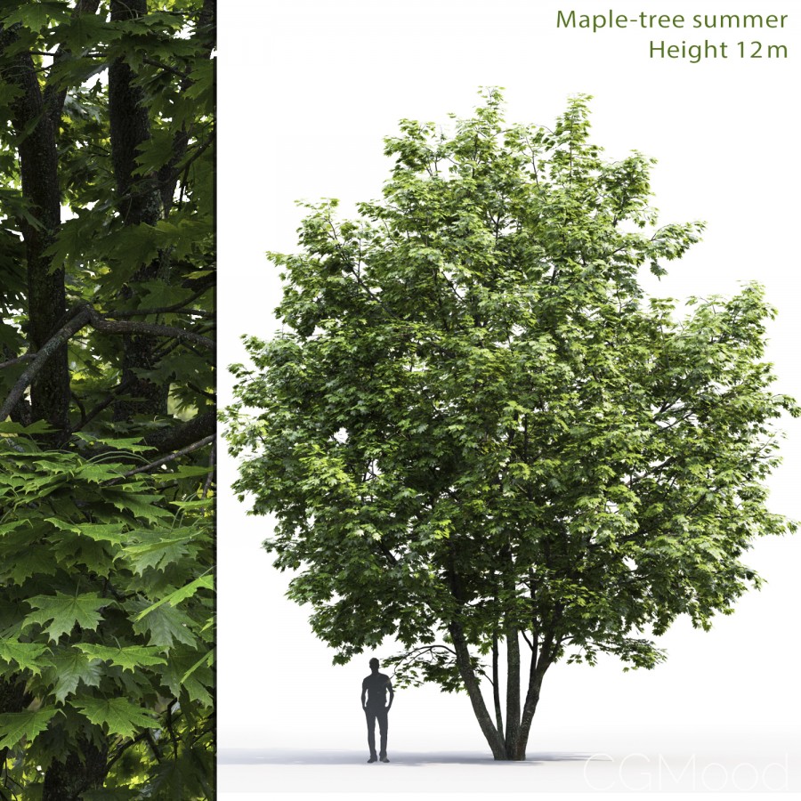 Maple Tree Aerial Rendering Vector Maple-tree #6(12m) - 3D Model for VRay, Corona