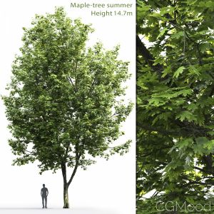 Maple-tree #7(14.7m)