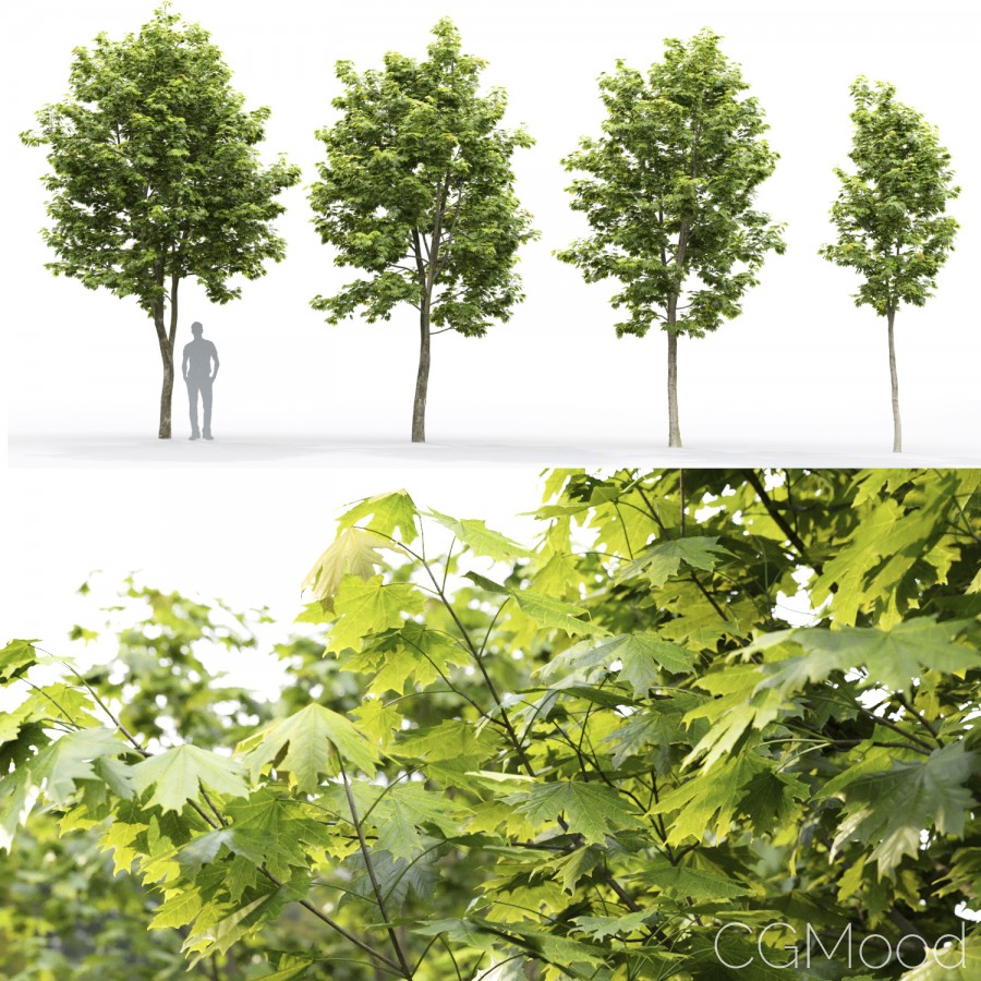 Maple Tree Aerial Rendering Vector Maple-tree #11(4.9-6.7m) - 3D Model for VRay, Corona