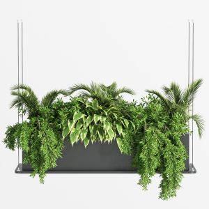 Indoor Plant Set 32 (hanging Plants)
