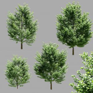 Maple Trees. Set Of 4 Models