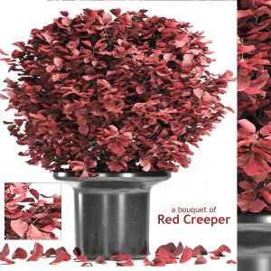 A Bouquet Of Red Creeper