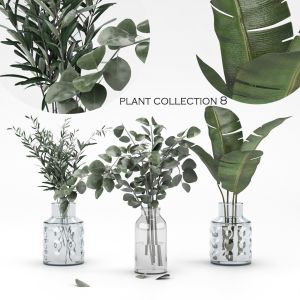 Plant Collection 8