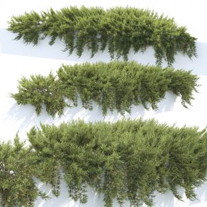 Juniperus Creeping 02