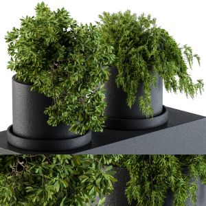 Small Plants In Pot - Indoor Set 47
