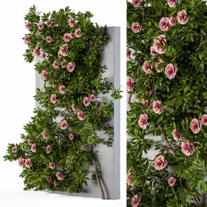 Ivy Wall Plants - Outdoor Plants 37