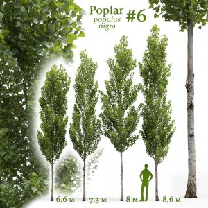 Poplar Populus Nigra #6
