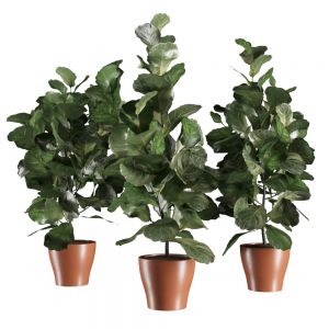 Ficus Lyrata Vase Plant