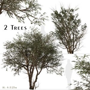 Set of Ghaf Tree (Prosopis cineraria) (2 Trees)