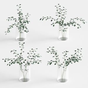 Eucalyptus In A Vase. 4 Models