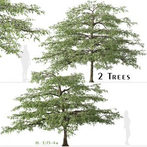 Set of Pagoda dogwood Tree (Cornus alternifolia)